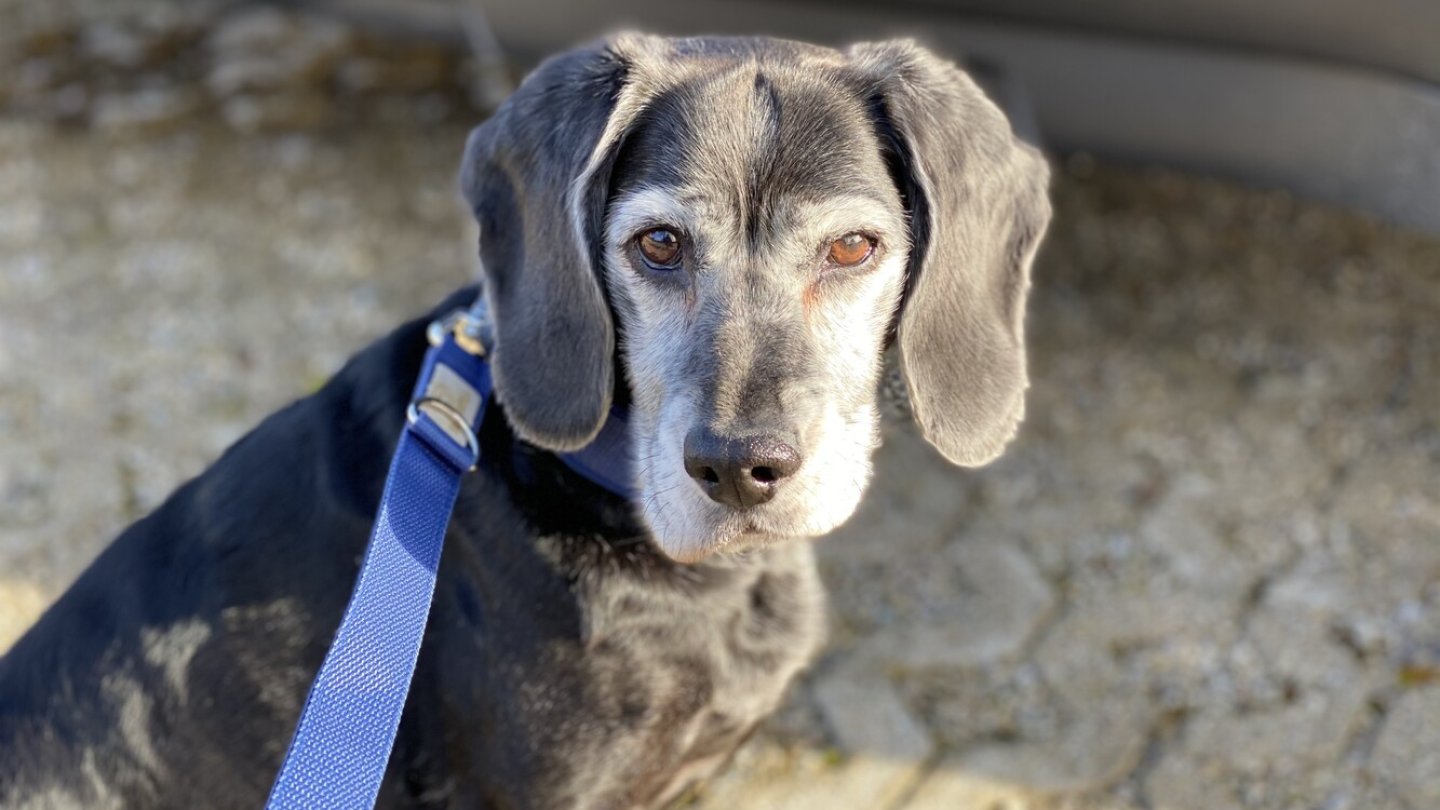 Hündin Jenny bei ihrem ersten Außendienst-Einsatz.