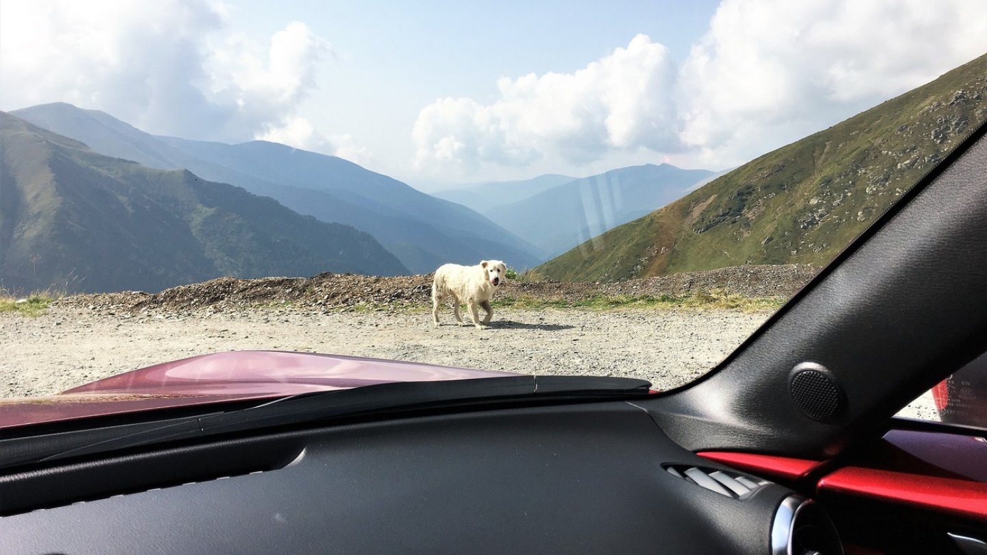 Hunde laufen überall herum, aber auch Kühe, Esel, Schafe - und Bären.