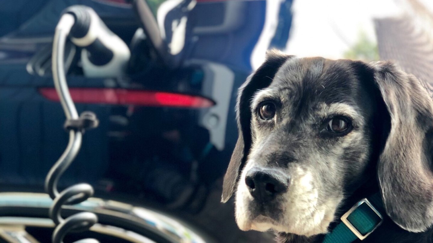 Der Hund auf dem E-Parkplatz darf rasten, Verbrenner-Autos nicht.