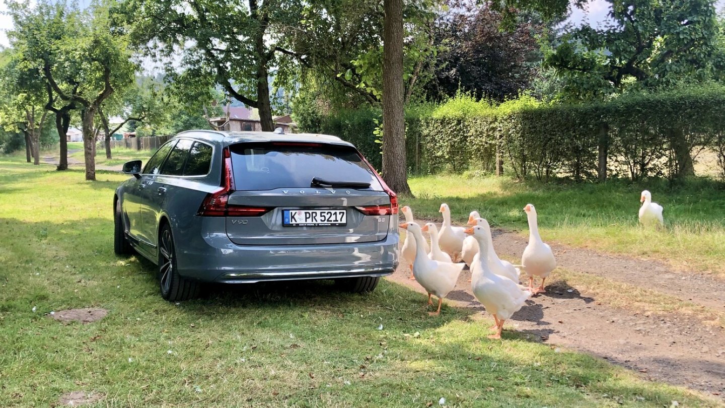 Nicht nur Passanten, auch die Gänse waren vom V90 begeistert.